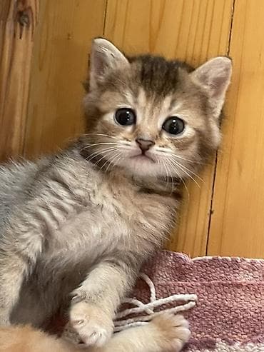 balaca pisik sekilleri: Şinşilla, Erkək, Yaxşı əllərə, Ödənişli çatdırılma — 3