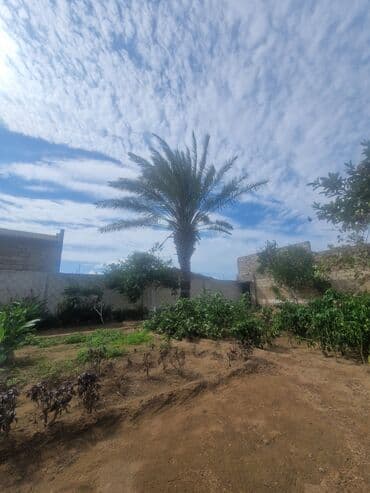 palma agaci satilir: Xurma palmı – həyət/bağ üçün iri dekorativ ağac - Növ: Xurma (Phoenix — 1