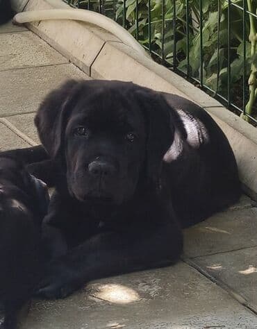 it yuvasi: Kane-Korso, Erkek, Sənədli, Ünvandan götürmə — 5