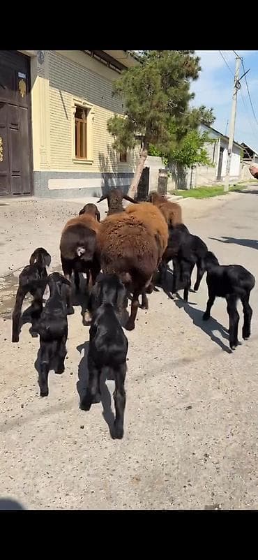 cins keciler: 4 ana 8 bala hamisinin ikinci balalaridi ana ekiz balali 300 azn — 1