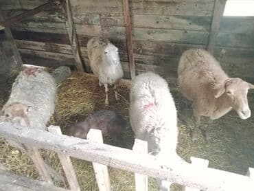 Diqqətlə oxu sonra zəng elə! 4 ədəd qoyun satılır! 3 ədəd qoyun lalafo.az -da Diqqətlə oxu sonra zəng elə! 4 ədəd qoyun satılır! 3 ədəd qoyun