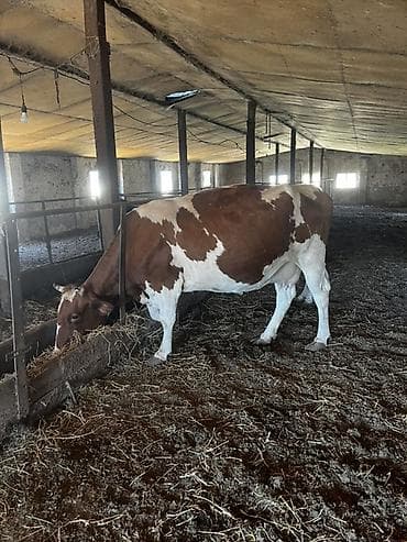 dovşan yemi: Südlük və damazlıq potensiallı inəklər 6baş maldır3i 20gune dogacaq 3i — 2