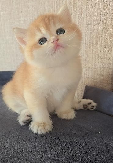 NY 12 ERKƏK real alıcı narahat etsin latok tərbiyəsi var korm yeyir