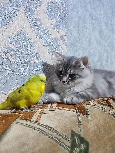 pişik geyimləri: Britan — 1