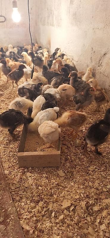 toyug cücə: Toyuq cücələri, Damazlıq, Ödənişli çatdırılma — 2