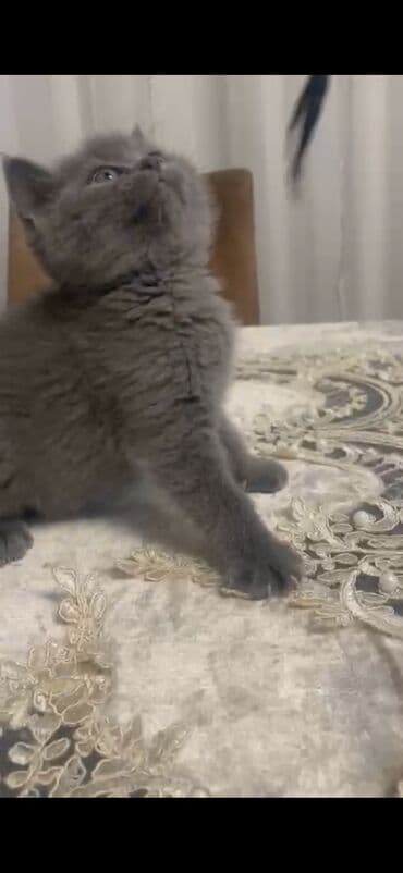 ag xaski: Erkək — 2