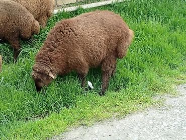 it satisi baku: Quzular xacmazdadi 7 əddəddi 5 dişi 2 ərkey 2ay arpada olan quzlardi — 2