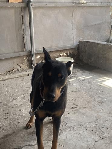 it ucun evler: Doberman, 1 il, Dişi, Peyvəndli, Ünvandan götürmə — 3