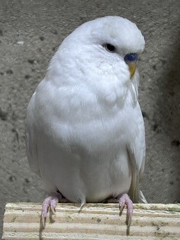 pişik bala: Temiz qan cexler coğu vistifka qarışığı cüte hazır erkek dişiler Bala — 4