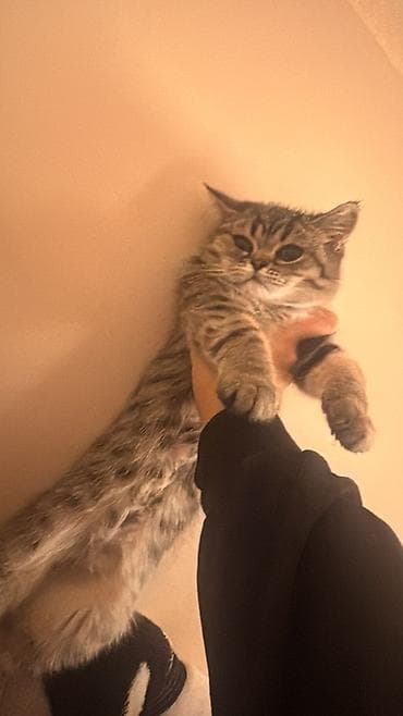 pişik satisi 2022: Britan, Yaxşı əllərə — 5