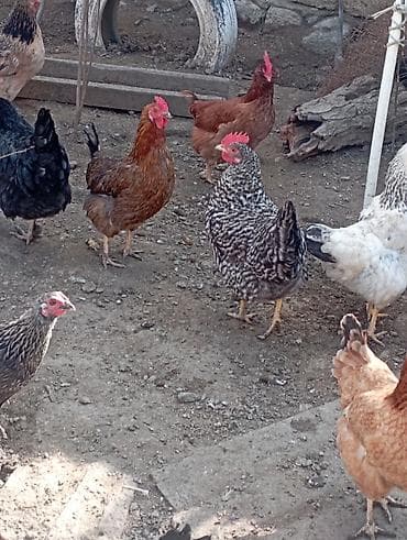 Ət məhsulları: Məhsul: Təbii kənd toyuq yumurtası Təsvir:bu toyuglarin yumurtalari — 4