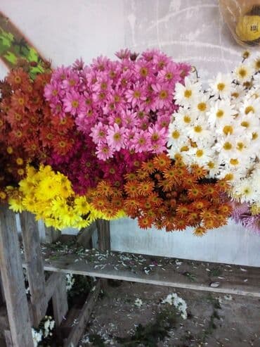 rozmarin gulu: Xrizantema gülləri – müxtəlif rəng və sortlarda - Rənglər: ağ, sarı — 2