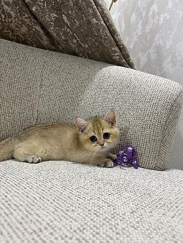 pisiy: Qızıl şinşilla, Dişi, Yaxşı əllərə, Ünvandan götürmə — 3