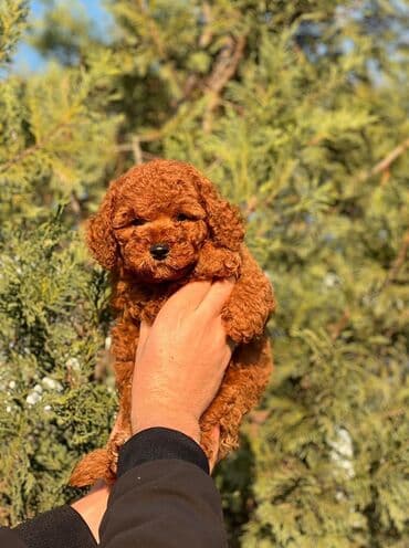 itler pulsuz: 3 Aylıqdır Cinsiyyət Dişidir Metrika Pasport ki əlaqə zəng vhatsap — 1