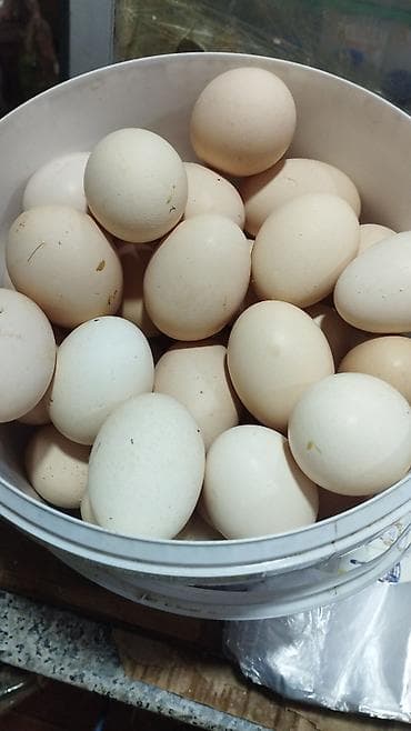 Oz heyetimin toyuqlarin yumurtasidi 1 ededi 40 qepik cox alana