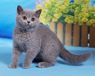 mingəcevir pişik: Şotland — 1