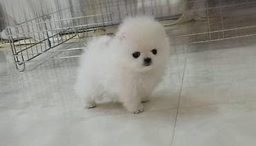 qoyun satilir: Şpitz, 2 ay, Dişi, Sənədli, Ünvandan götürmə — 1