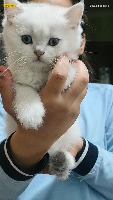 pitbull bala: Şotland yastı qulaq, Yaxşı əllərə — 1