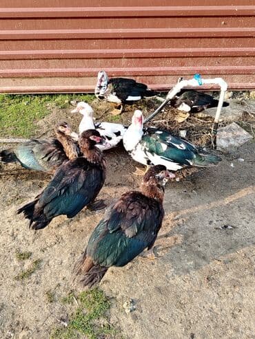 ordək adları: Salam. Elanı sona qədər oxuyun. 8 ədəd lal ördək satılır. Bir erkək — 5