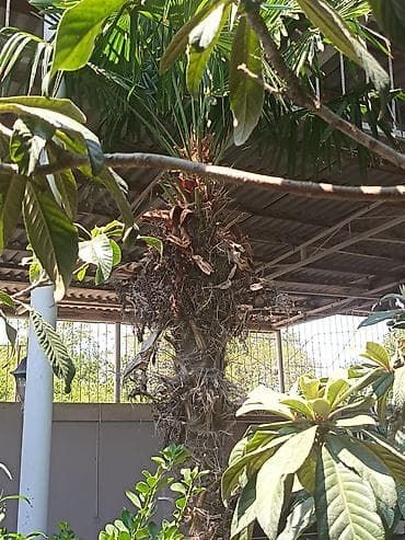baliq topdan satis: Məhsul: Trachycarpus fortunei (kürd xurması/çəhrayı azarkeş xurması — 3