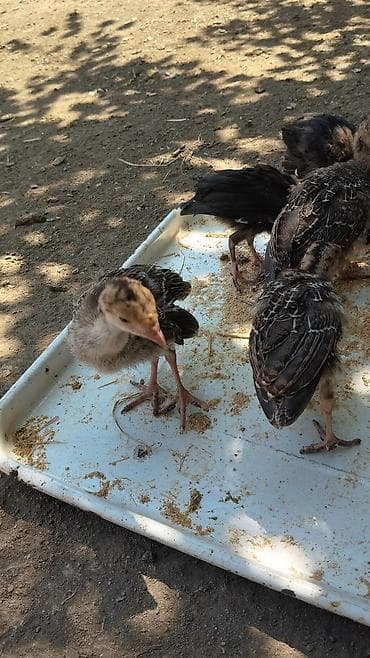 Digər quşlar: 45 günlük balalardı tam sağlamdı sağlamlıqlarına cavabdehəm 12 denedi — 4