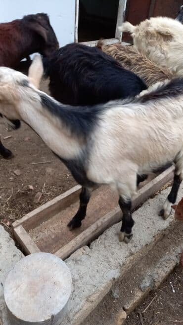 erkek qaz: Erkək, Alpine, il: 1, 28 kq, Damazlıq, Ödənişli çatdırılma — 3