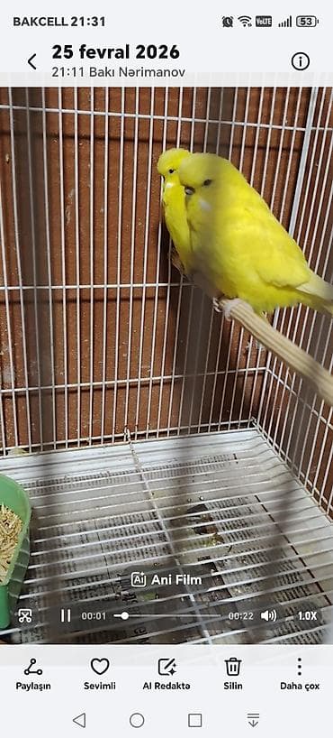 Pişiklər: Tutuquşu təmiz sari qan CÜT Cexlər ancaq sarı bala verirlər başqa rəng — 3