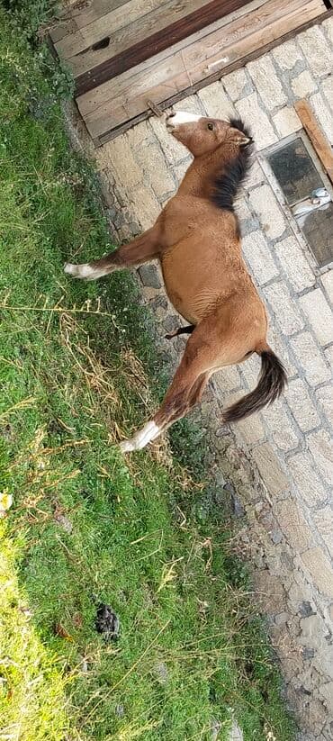 сколько стоит лошадь в азербайджане: Salam aleykum satılır atası və anası Qarabağ atıdı istiyən olsa əlaqə — 2