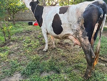 südlü iney: İnək 18 litr süd verir. Balasi erkəkdi. Südüne saglamligina — 3