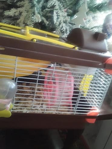 Xan­da­nar/siçan/hamster üçün tam dəst qəfəs. Xüsusiyyətlər: - Metall