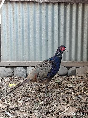 itlerin kreditle satisi: Qırqovul (yaşıl parıltılı xoruz və fərələr) Xoruzun boyun və sinə — 1