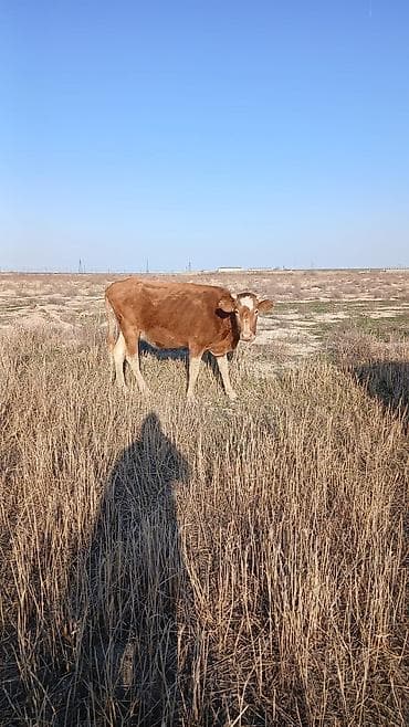 Dovşanlar: Satılır: qırmızı rəngli erkək buzov və ana inək (şəkillərdə) — 2
