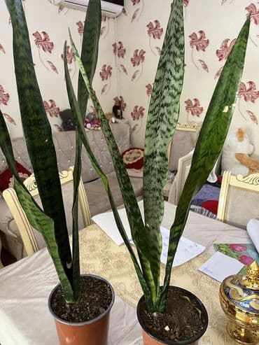 ev esyalarl: Xalça — 86