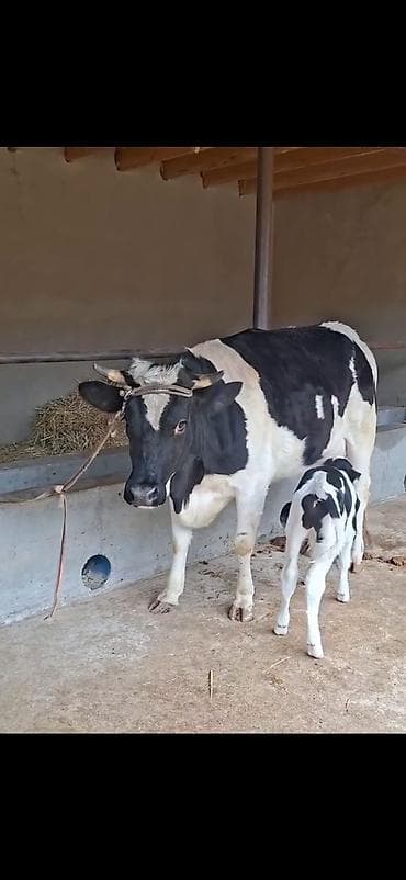 Birinci qarina dogub 9 lt sud verir saglam yaxsi heyvandi balasi 4