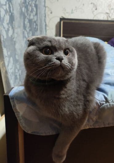 pişik cutləşdirilir: Şotland — 4