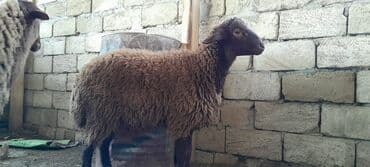 saanen keçi̇ satisi azerbaycanda: Togluların biri 8aylıq biri 6 aylıqdı damazlıga yararlıdır qiymetleri — 5