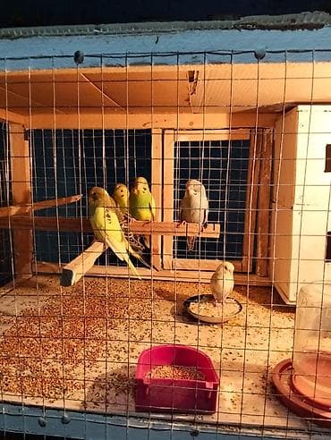 papuqay sesi: Dalmatin və klassik rəng çeşidlərində dalğalı tutuquşular (ağ — 5