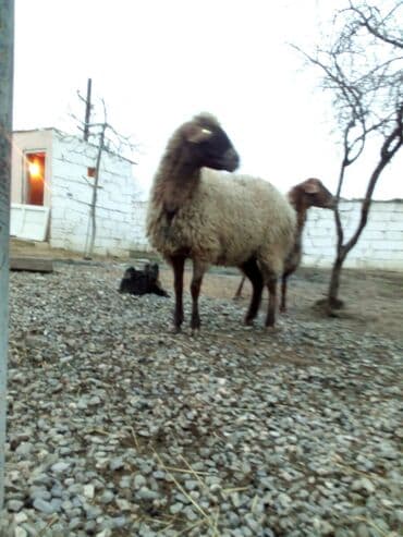 balasına sud verməyən qoyun nə adlanır: Məhsul: Qoyunlar - Növ: Yerli (ehtimalən qaragül/yağlı quyruq tipli) — 9