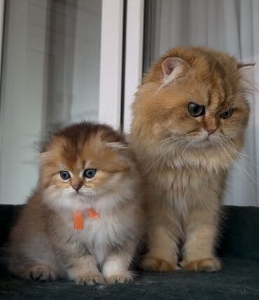 pi̇şi̇k: Britan, Erkək, Cütləşmə üçün — 1