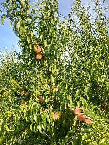 k meyve: Şaftalı – bağdan təzə, çeşidlənmiş və qutulanmış - Məhsul: aromatik — 7