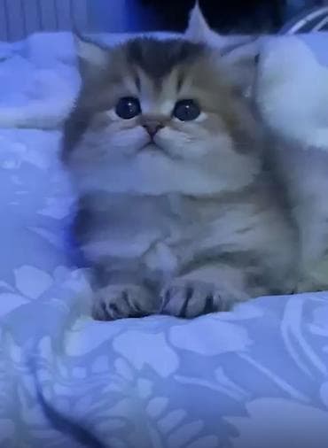 Qızıl şinşilla, Erkək lalafo.az -da Qızıl şinşilla, Erkək