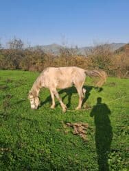 Inəklər, öküzlər: Dişi, il: 5, Ünvandan götürmə — 1