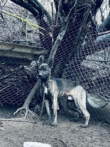 Akvariumlar: 2 il, Erkek — 3