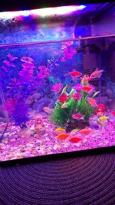kompressor akvarium: LED işıqlı akvarium komplekti - Şəffaf şüşə akvarium, kompakt ölçülü — 1