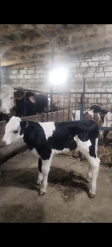 kok dana: Ünvan AĞDAM rayonu cins buzovlar Erkək Dişi qiymed Buzova gore deyiwir — 8