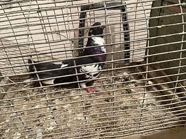 dəvə quşu: 6saat uçus veren əbləx qızgın erkeydi Qara-ağ rəngli ev göyərçini - — 1