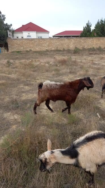 inek satilir: Erkək, il: 1, 50 kq, Ətlik, Ünvandan götürmə — 4