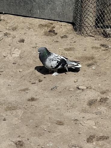 heyvan alqi satqisi: Qizgin Takla erkey satilir ciddi alıcılar yazsın — 3