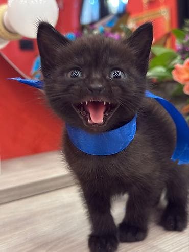 Şotland yastı qulaq