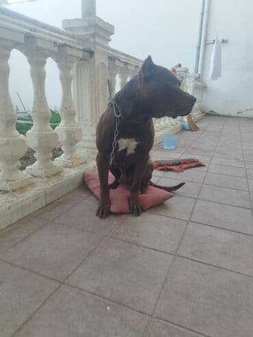 it adlari qiz: Pitbul — 3